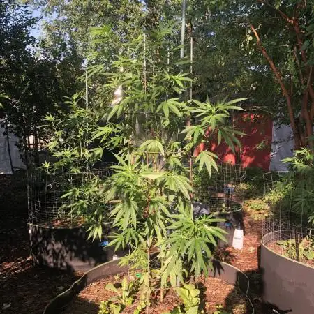 Seedsman OG Kush First Outdoor