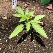 Pine Auto Outdoor Spring 26'