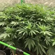 Karibbean Mango Indoor Spring 26