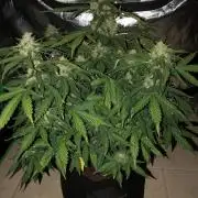 Gorilla Auto Fast Buds Indoor Spring 26