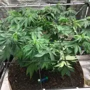 Lemonchello Haze Seedsman Indoor Summer