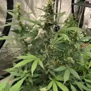 Purple Dream Auto Indoor Late Summer