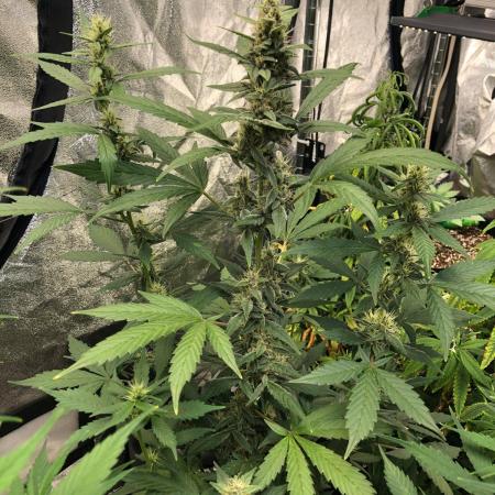 Purple Dream Auto Indoor Late Summer