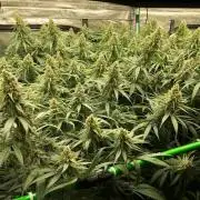 Critical Purple Kush Seedsman Indoor