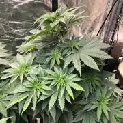 Mexican Sativa Kannabaia Indoor Summer