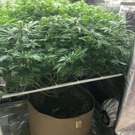 Sweet Seeds Green Poison Indoor 4x4