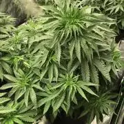 White Domina Kannabia Indoor Spring 26