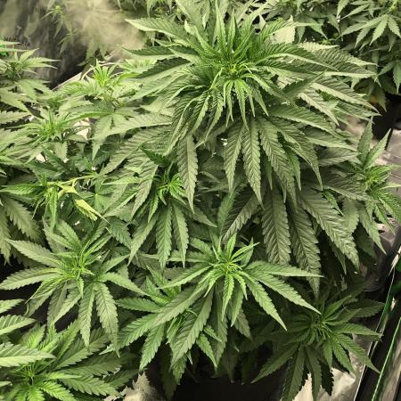 White Domina Kannabia Indoor Spring 26