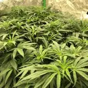 Colombian Jack Kannabia Indoor Spring 26