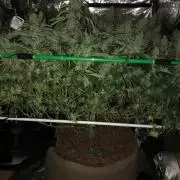 White Domina Kannabia Indoor Spring 26
