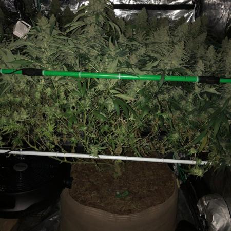 White Domina Kannabia Indoor Spring 26