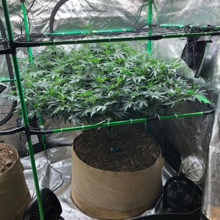 Mexican Sativa Kannabaia Indoor Summer