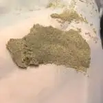 Seedsman OG Kush First Outdoor