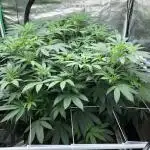 Witches Wedding Seedman Indoor Fall