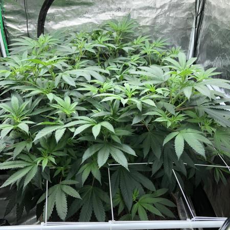Witches Wedding Seedman Indoor Fall