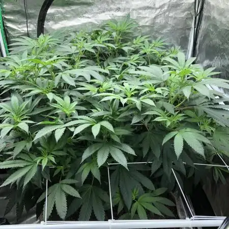 Witches Wedding Seedman Indoor Fall
