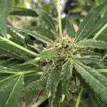 Fast Buds Rainbow Melon First Outdoor