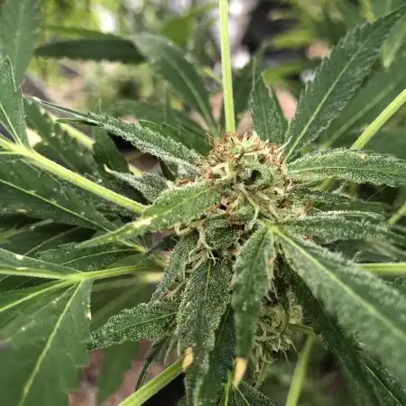Fast Buds Rainbow Melon First Outdoor