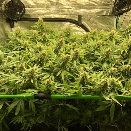 Pyramid Tutankhamun Indoor 4x4 Summer