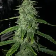 Purple Mimosa XL Auto Indoor Spring 26