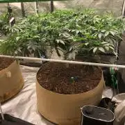Silver Widow Kannabaia Indoor Summer