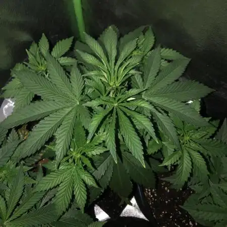 Gorilla Melon Fast Buds Indoor Fall