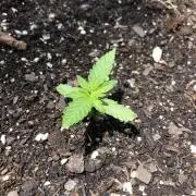 Big Jack Auto Outdoor Spring 26'