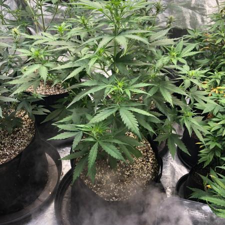 Neville's Haze Auto Spliff Seeds Indoor