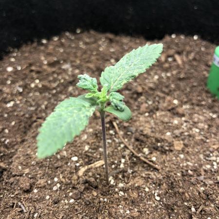 Karibbean Mango Indoor Spring 26