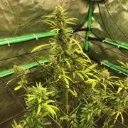Strawberry Haze Auto Indoor Late Summer
