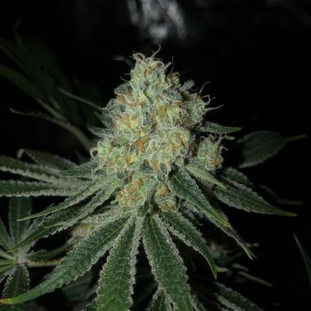 Purple Punch 00 Indoor Scrog Fall