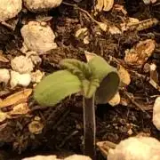 Lemonchello Haze Seedsman Indoor Sumer