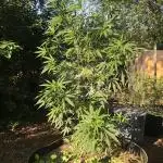 Seedsman OG Kush First Outdoor