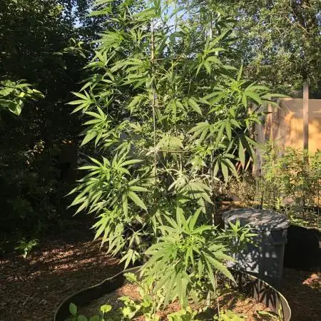 Seedsman OG Kush First Outdoor