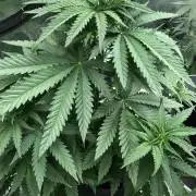 Critical Purple Kush Seedsman Indoor