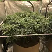 Critical Purple Kush Seedsman Indoor