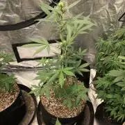 Purple Dream Auto Indoor Late Summer