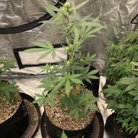 Purple Dream Auto Indoor Late Summer