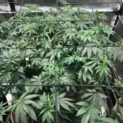 Silver Widow Kannabaia Indoor Summer