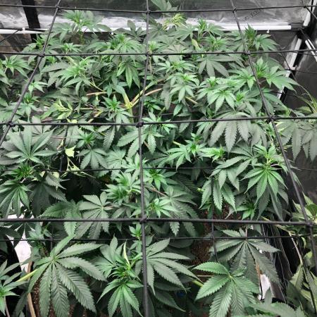 Silver Widow Kannabaia Indoor Summer