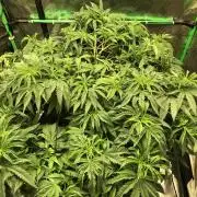 Colombian Jack Kannabia Indoor Spring 26