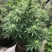 Neville's Haze Auto Spliff Seeds Indoor