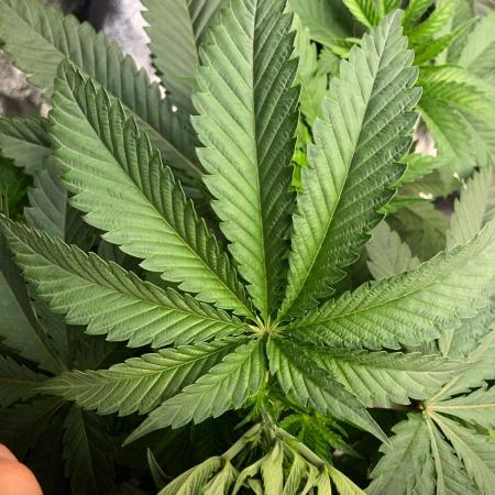 Mexican Sativa Kannabaia Indoor Summer