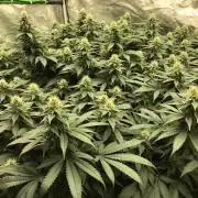 Lemonchello Haze Seedsman Indoor Summer
