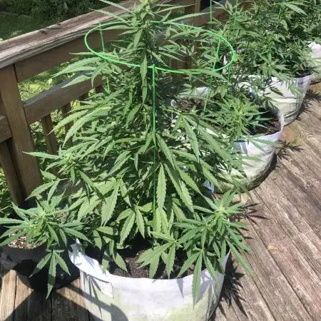 Divine Seeds Black Opium Auto Outdoor