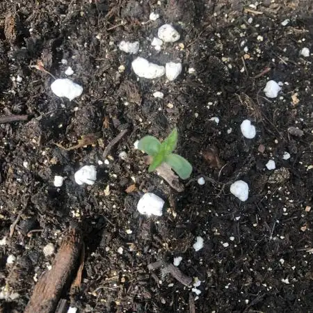 Divine Seeds Big Demon Auto Outdoor