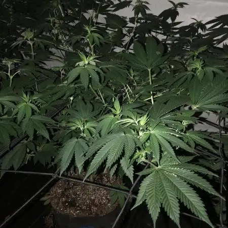 Divine Seeds Candy Indoor Summer