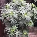 Purple Punch 00 Indoor Scrog Fall