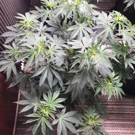 Purple Punch 00 Indoor Scrog Fall
