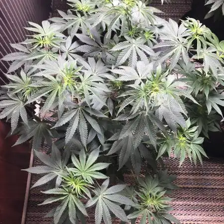Purple Punch 00 Indoor Scrog Fall